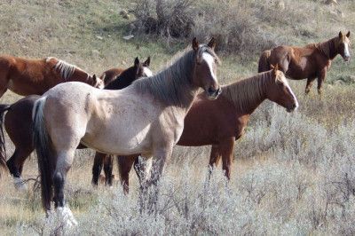 US national park facing removal of wild horses gains support from Congress