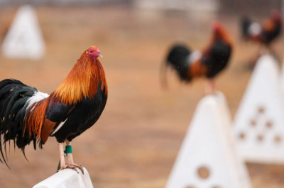 Support in Oklahoma for reducing cockfighting penalties rises 20 years after the bloodsport was outlawed