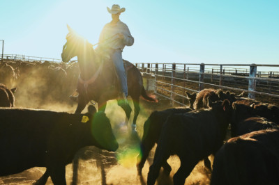 Trump's beef import plan ignores key issue squeezing American cattle ranchers
