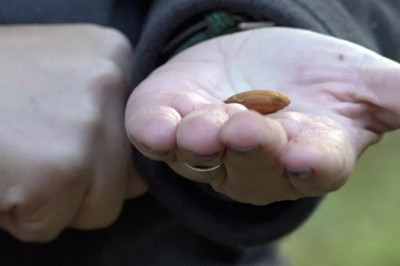 California farmers push back on Prop 50 as Democrats eye new House map