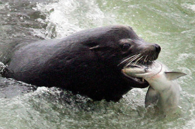 Apex predator threatening Northwest salmon sparks rare bipartisan push to 'kill more'
